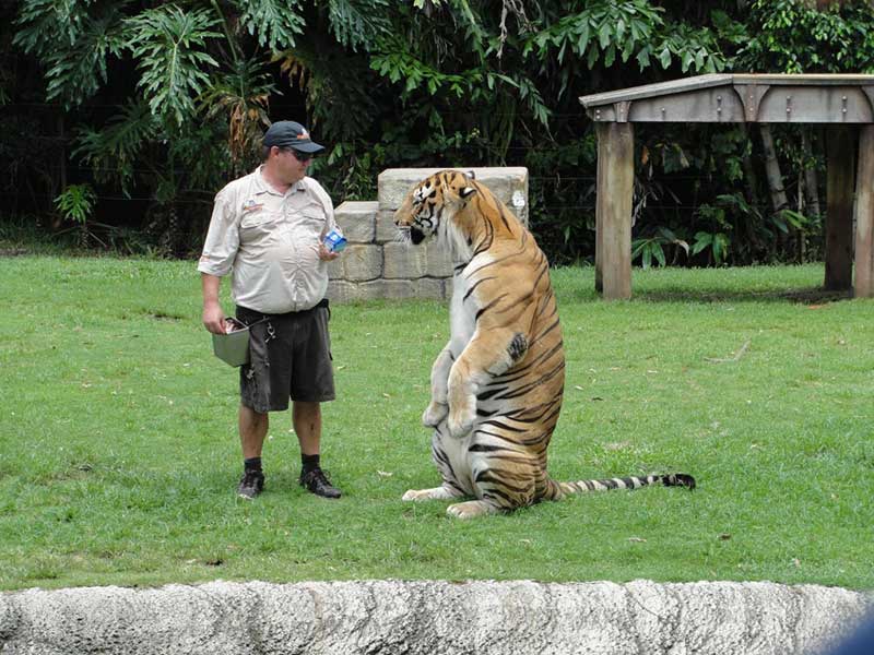 Tiger-next-to-keeper