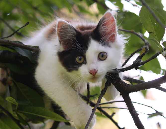 professional-cat-catcher